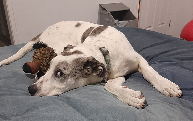 Poppy's puppy Ace grown up and lying on a bed in their new home